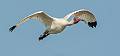 Kirms Photography White Ibis-7